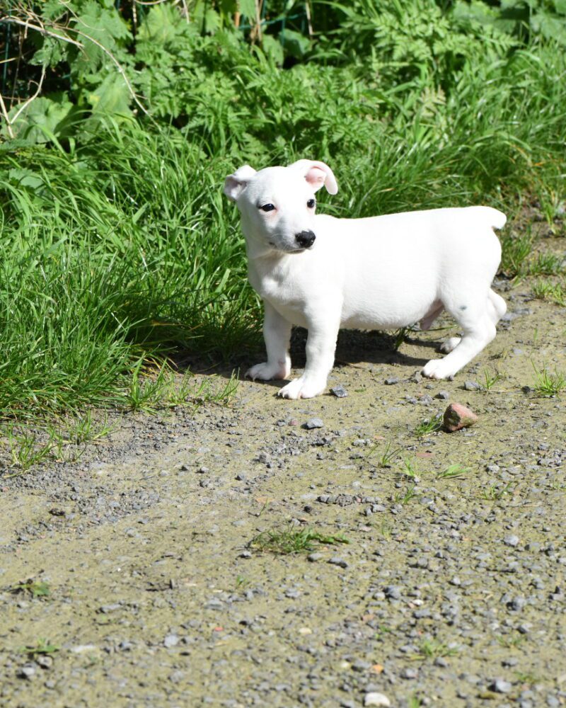 jack russel mâle non lof (6910)