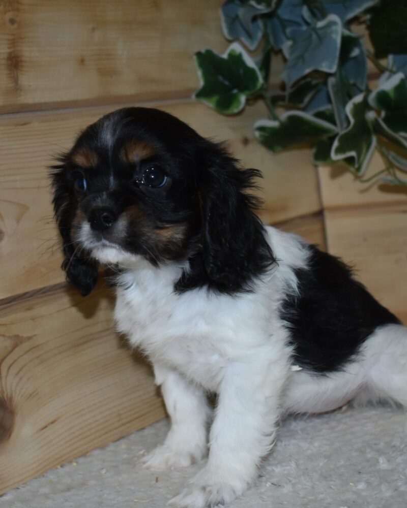 CAVALIER KC F NON LOF 03.02.24 TRICO(18387)