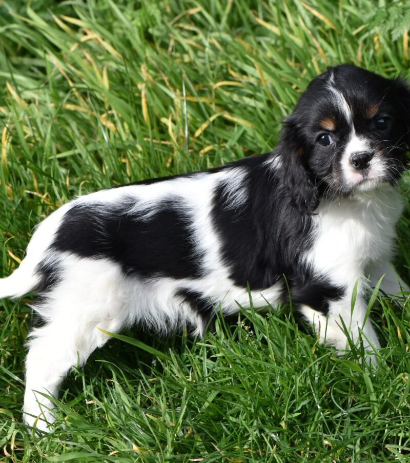 CAVALIER KC F NON LOF 03.02.24 TRICO(18399)