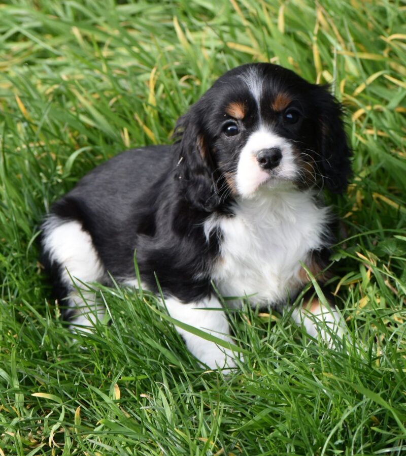 CAVALIER KC M NON LOF 03.02.24 TRICO(18388)