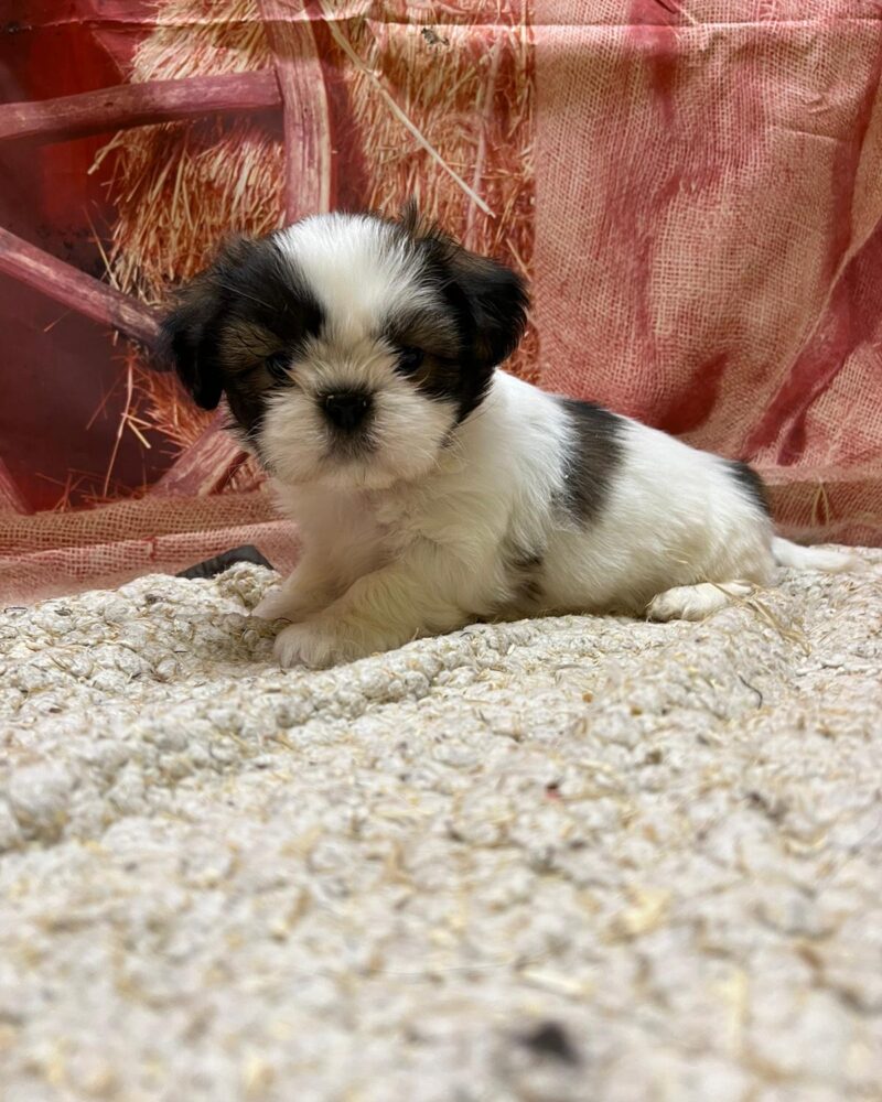 SHIH TZU M 09.05.2024 NON LOF F (0398)