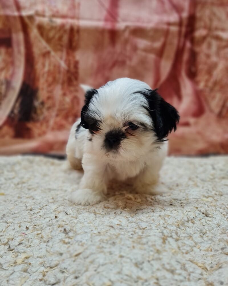 SHIH.TZU/NON.LOF/F/23.04.2024 T (0805)