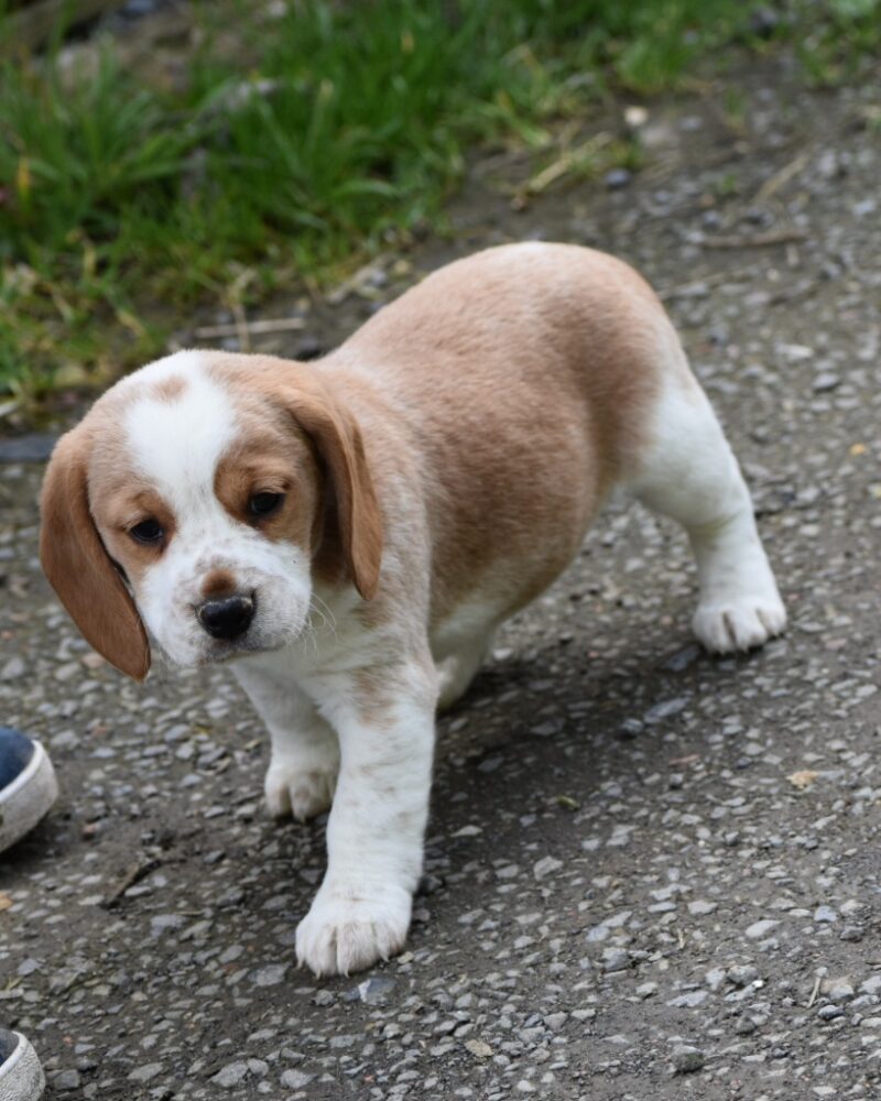 Beagle F NON LOF 04.02.24 LEMON (18458)