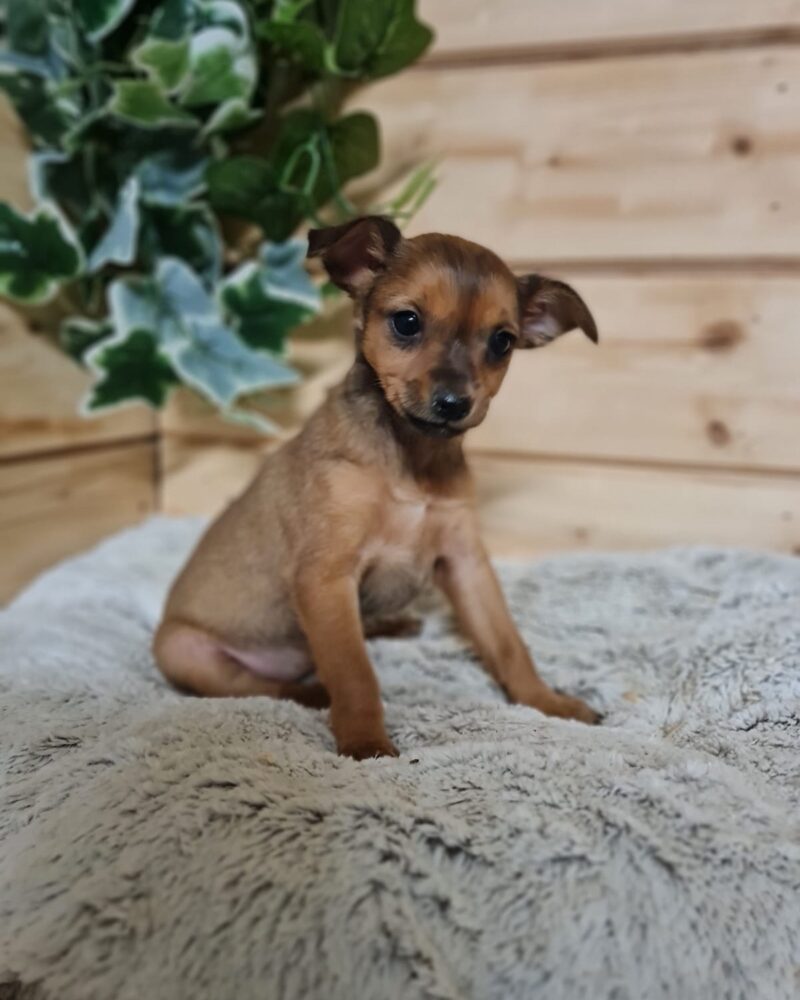 pinscher X chihuahua femelle fauve07.03.2024(8513)