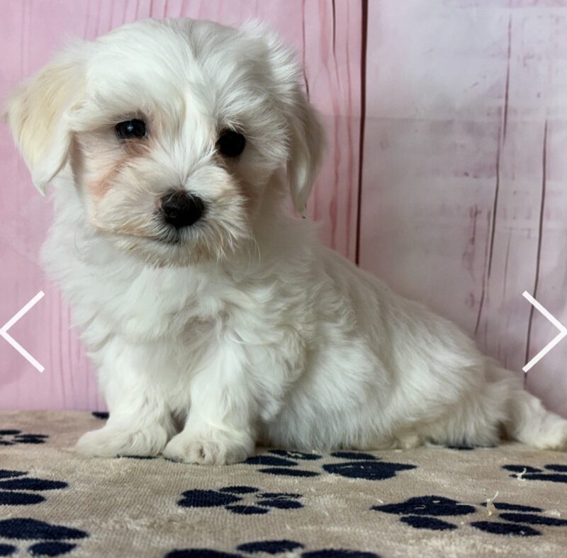 Croisé Bichon Maltais/Shih Tzu F