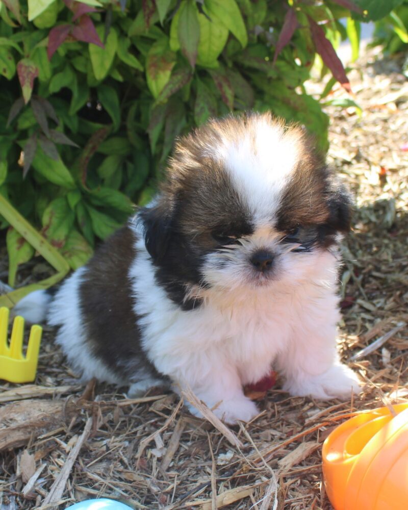 CROISE.SHIH.TZU/NON.LOF/F/29.12.2025/62 F  (250268781019730)