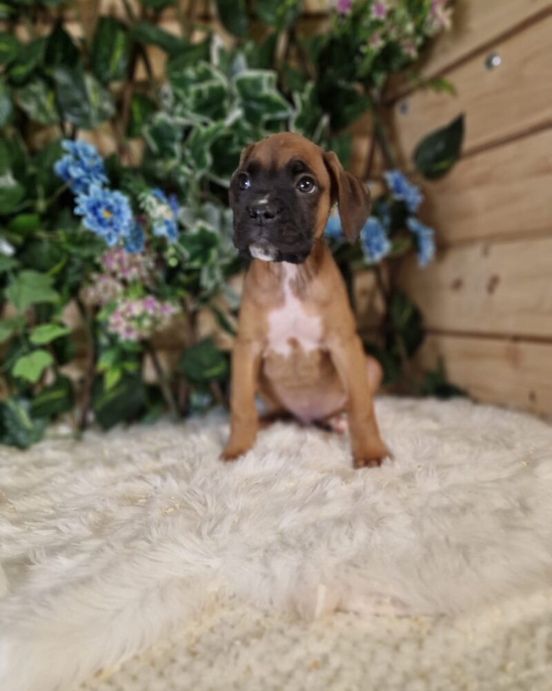 BOXER/NON.LOF/M/26.04.2024 F(0724)