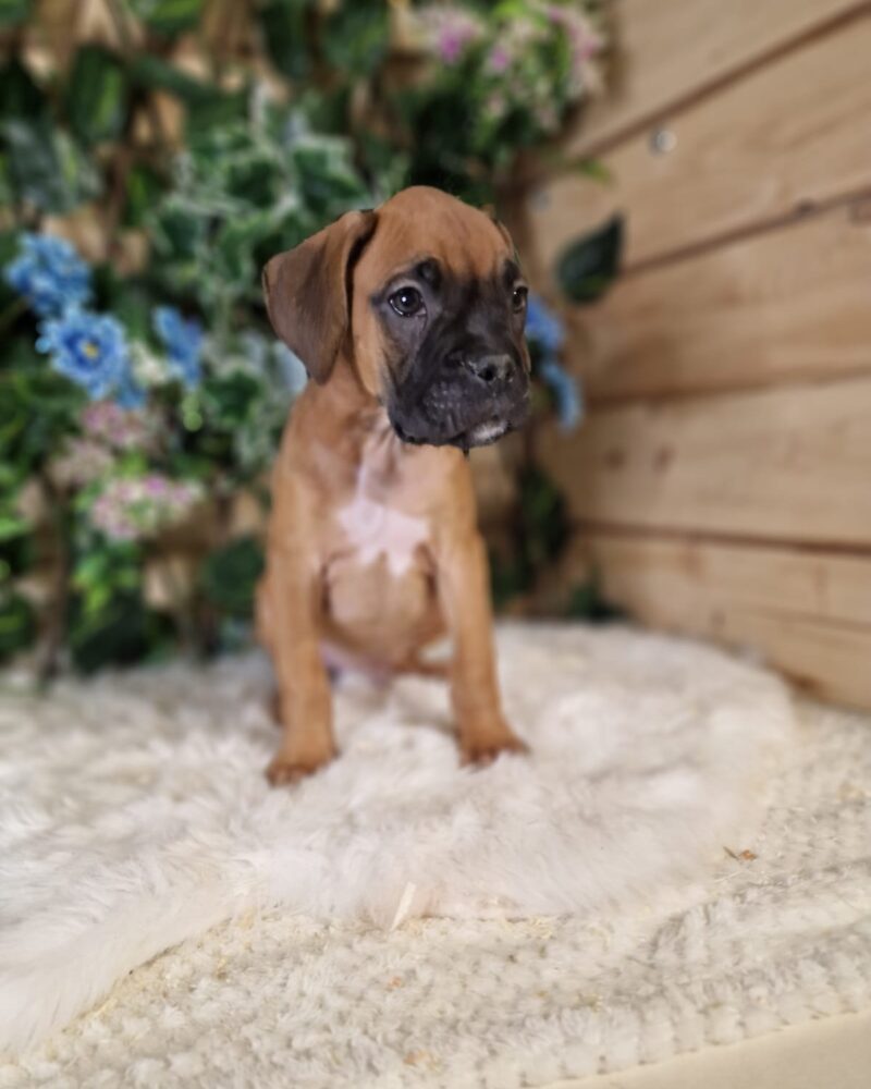 BOXER/NON.LOF/M/26.04.2024 F(0738)