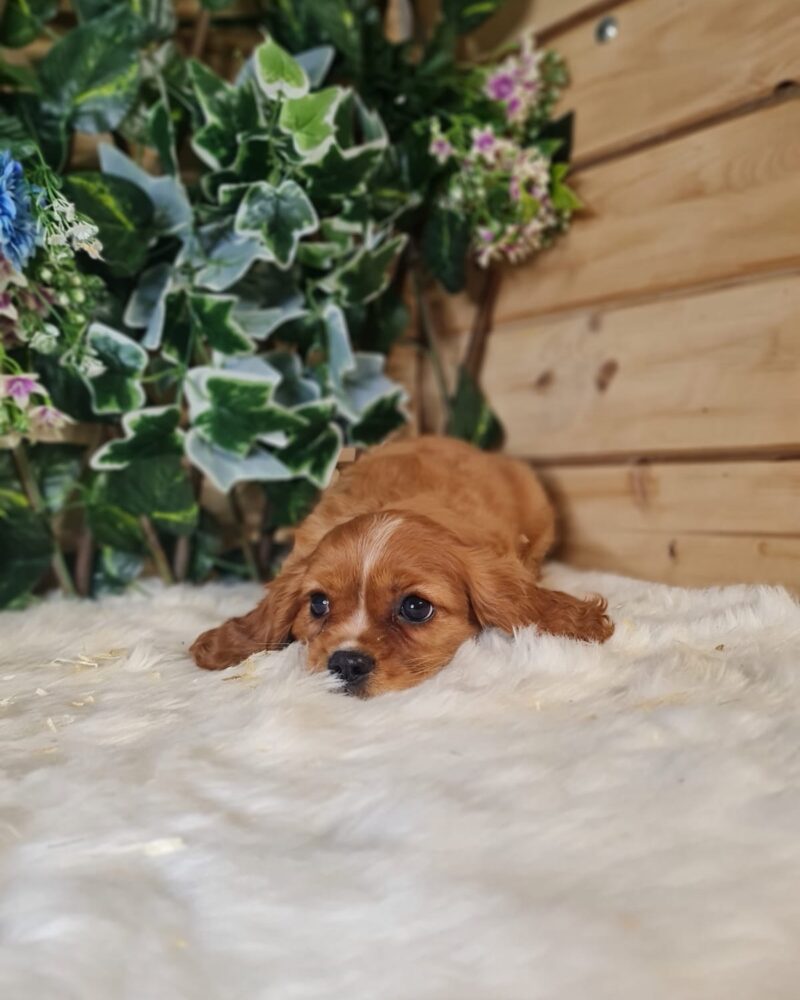 CAVALIER.KC/NON.LOF/M/25.05.2024/62 RUB  (10763)