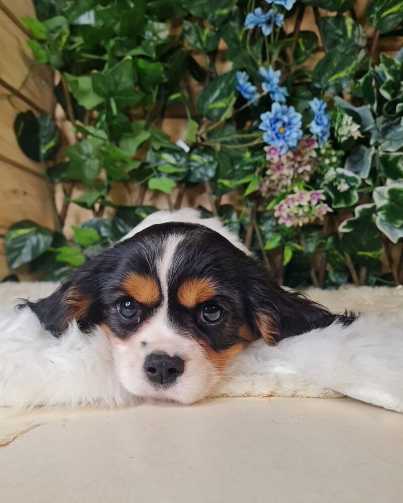 CAVALIER.KC/NON.LOF/M/25.05.2024/62 TRI  (10752)