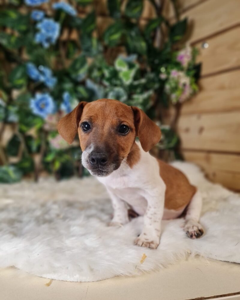 JACK.RUSSEL/NON.LOF/M/27.05.2024/62 T(0552)