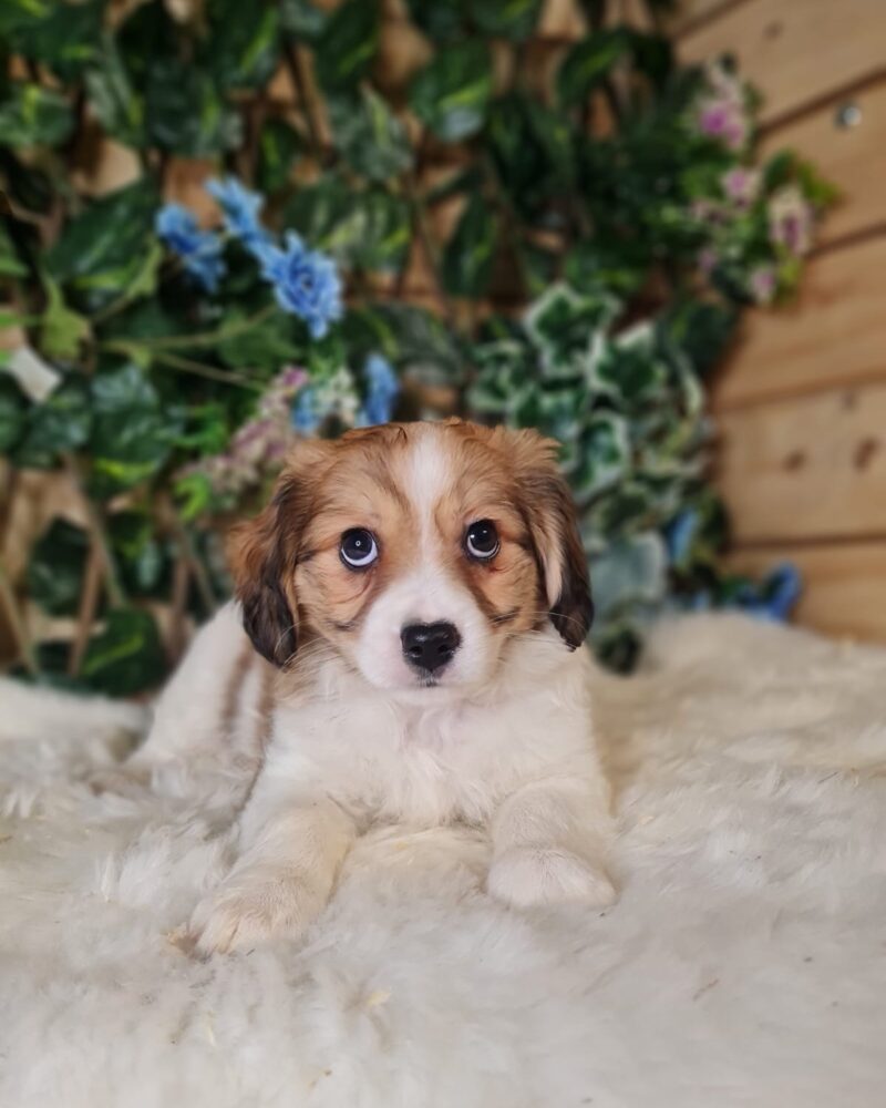 CAVALIER.X.SPIT/NON.LOF/F/27.05.2024/62 BLEN  (10669)