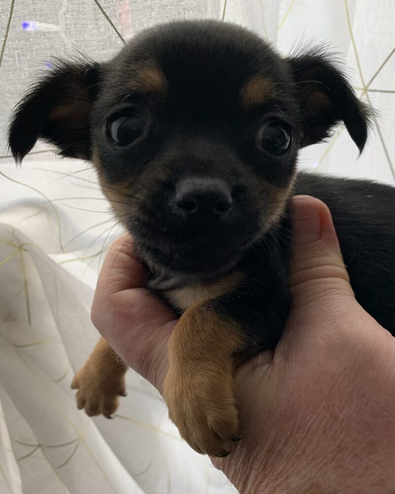 CHIHUAHUA.X.SPIT/NON.LOF/M/16.12.2024/NB   (250268781019272)