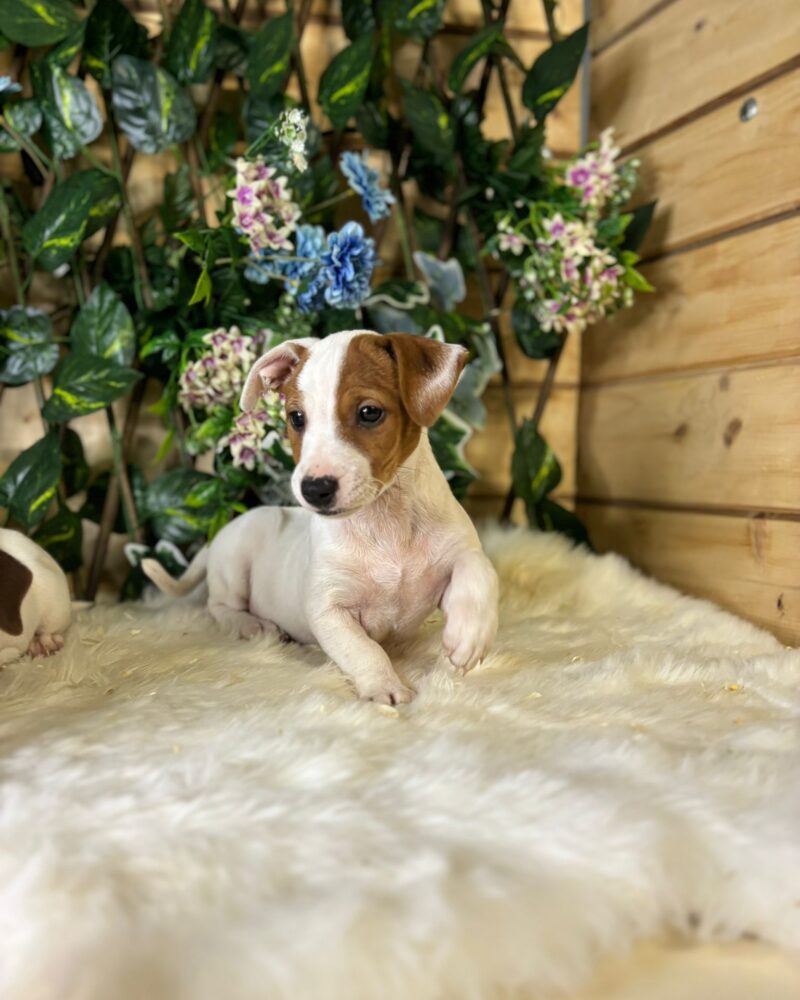 JACK.RUSSEL/M/27.06.2024/62 BM (0436)