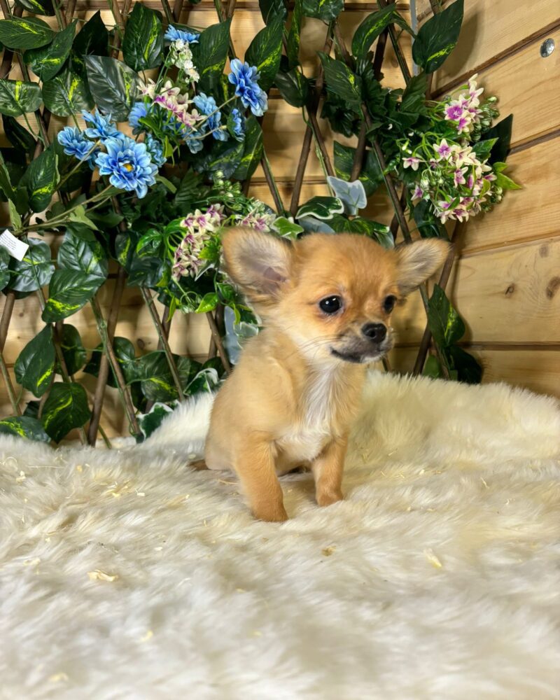 CHIHUAHUA/M/30.05.2024/ Fauv  (0451)