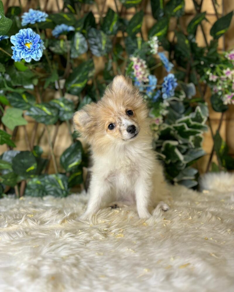 SPITZ/NON.LOF/F/30.05.2024/B M(0615)