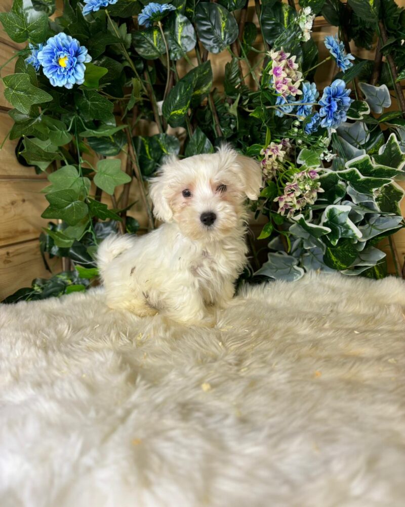 BICHON.MALTAIS/NON.LOF/M/21.07.2024 (10488)
