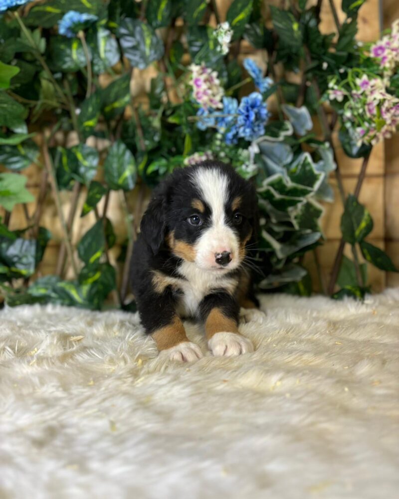 BOUVIER.BERNOIS/NON.LOF/F/15.12.2024/250268781019513
