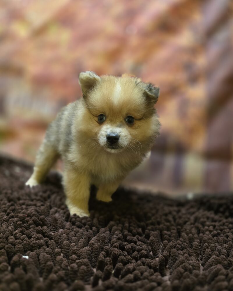 Spitz non lof M Fauve merle 13/08/24 (9750)