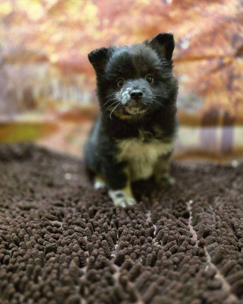 Spitz non lof F black merle 08/08/24 (9634)