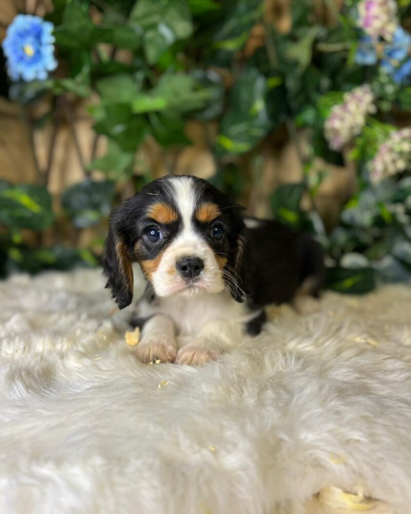 Cavalier King charles M trico 30/08/24 (9782)