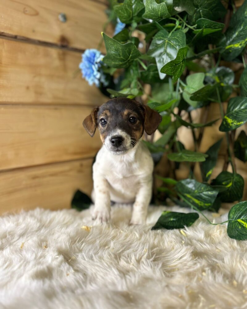 JACK.RUSSEL/F/28.08.2024/62 TRICO (9587)