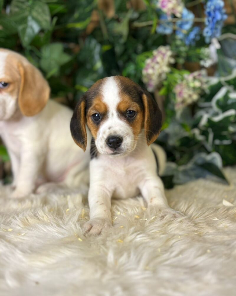 Beagle F 02/09/24 trico (9699)