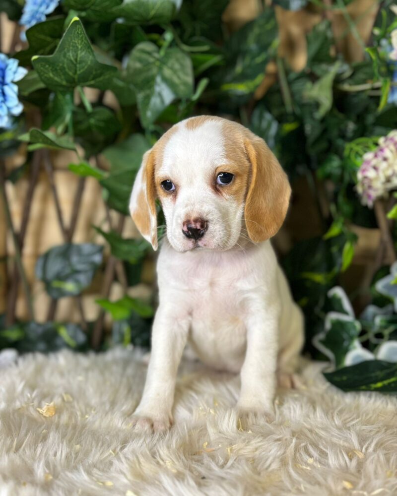 Beagle F 02/09/24 Lemon (9708)