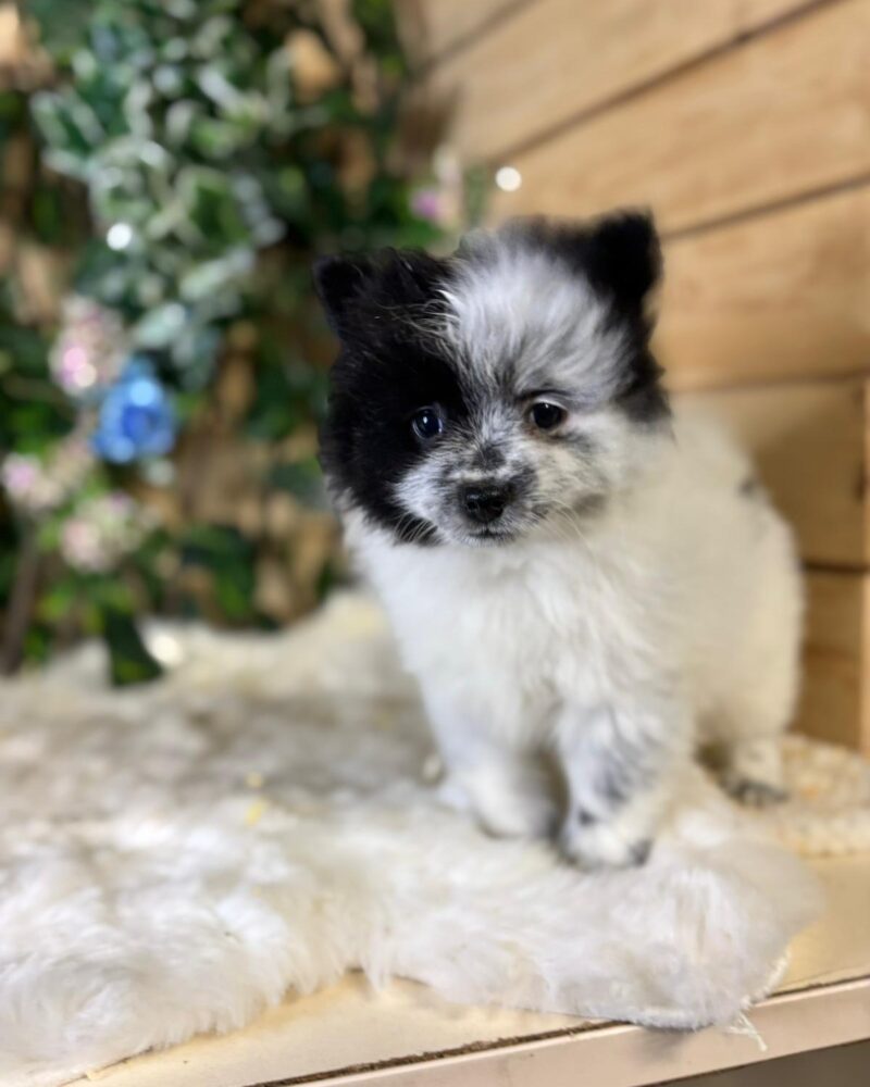SPITZ/NON.LOF/M/02.09.2024/NB  (9540)