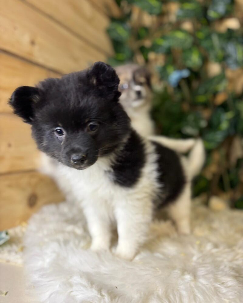 SPITZ/NON.LOF/F/02.09.2024/TRICO MERL (9584)