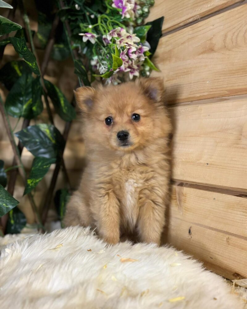 SPITZ/NON.LOF/F/02.09.2024/F (9573)