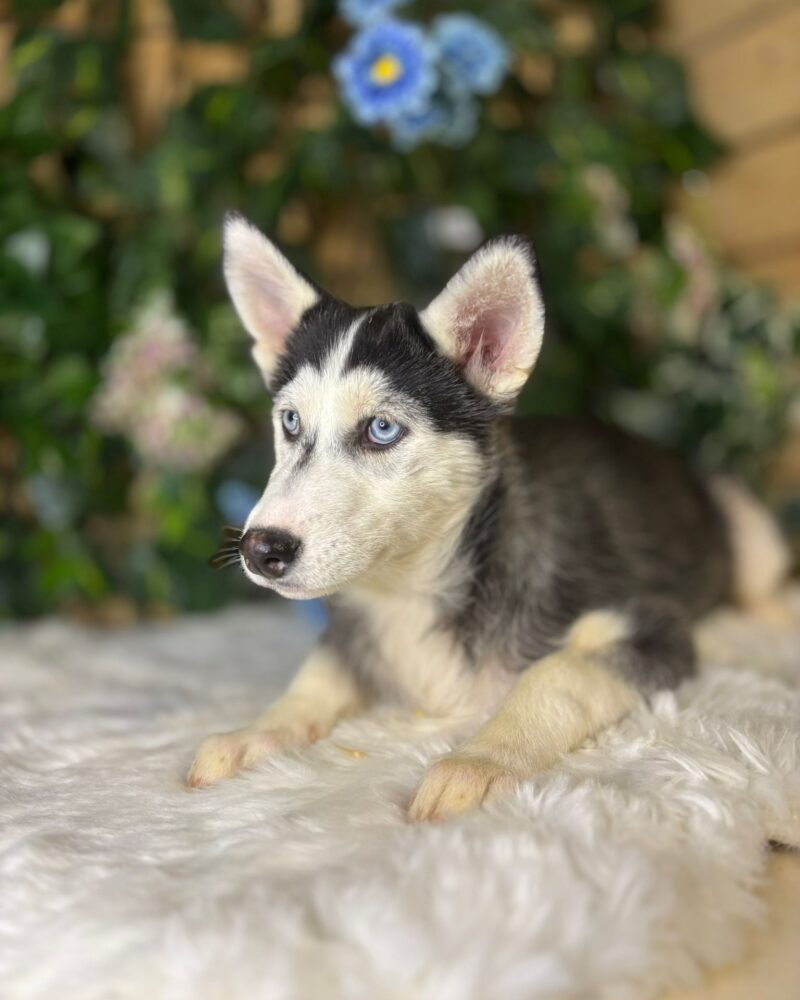 HUSKY NON LOF 12/08/24 (6172)