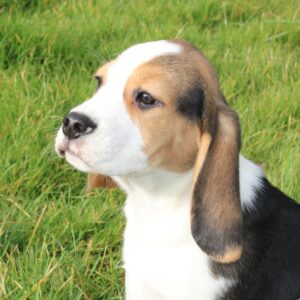 Renseignements au 03 22 24 99 08 pour ces mâles BEAGLE pour la compagnie