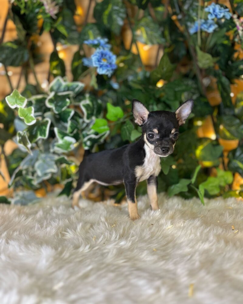 Chihuahua/NON LOF/F/ 14/12/24 (250268781019446)