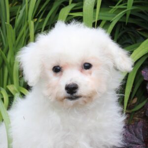 Femelle BICHON FRISE pour la compagnie non lof - APPELEZ NOUS AU 03 22 24 99 08