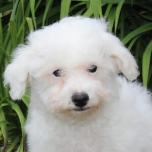 Chiot BICHON FRISE pour la compagnie non lof - APPELEZ NOUS AU 03 22 24 99 08