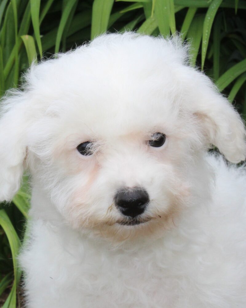 Chiot BICHON FRISE pour la compagnie non lof - APPELEZ NOUS AU 03 22 24 99 08