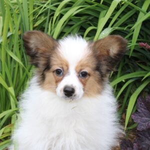 Femelle EPAGNEUL PAPILLON pour la compagnie non lof - APPELEZ NOUS AU 03 22 24 99 08
