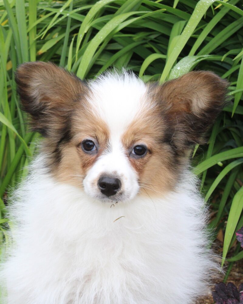 Femelle EPAGNEUL PAPILLON pour la compagnie non lof - APPELEZ NOUS AU 03 22 24 99 08