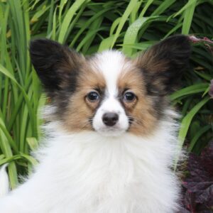 Chiot EPAGNEUL PAPILLON pour la compagnie non lof - APPELEZ NOUS AU 03 22 24 99 08