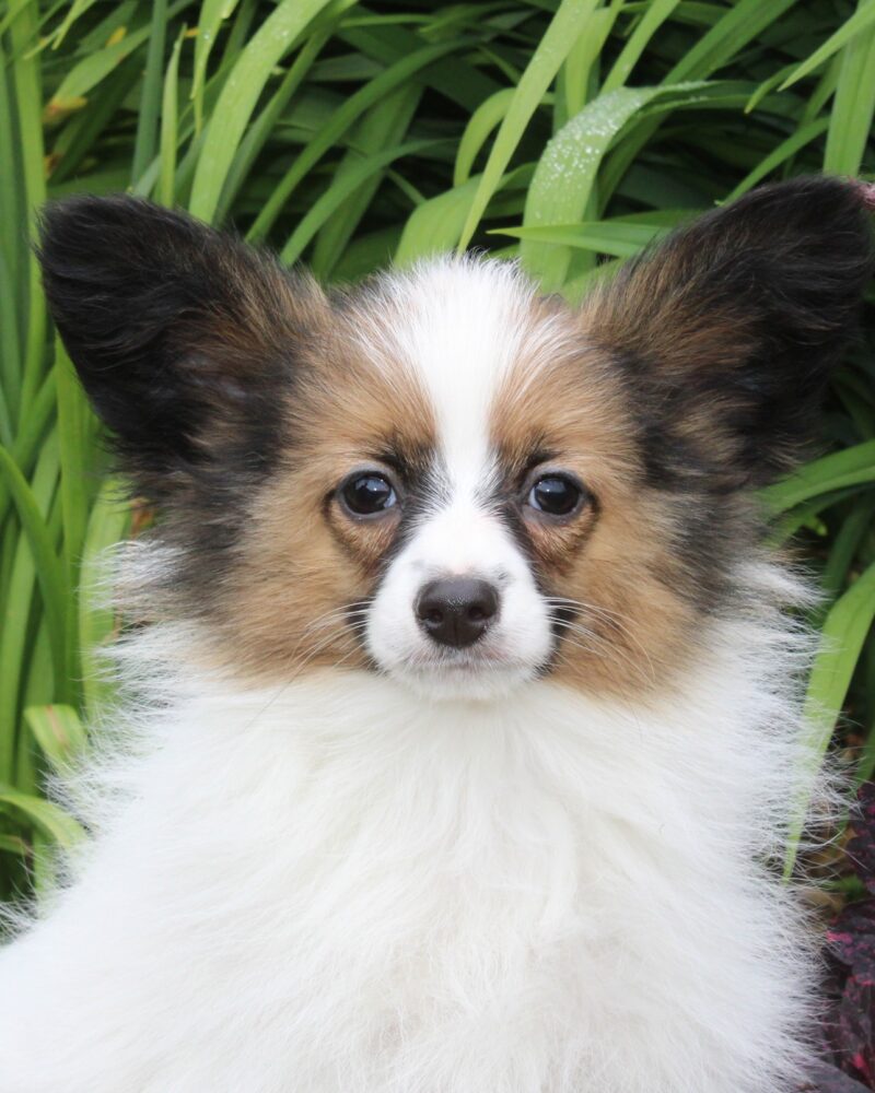 Chiot EPAGNEUL PAPILLON pour la compagnie non lof - APPELEZ NOUS AU 03 22 24 99 08