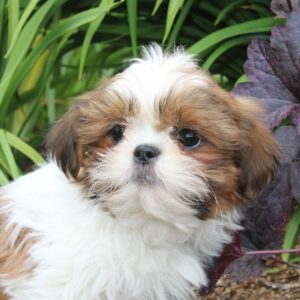 Chiot SHIH TZU mâle pour la compagnie non lof - APPELEZ NOUS AU 03 22 24 99 08