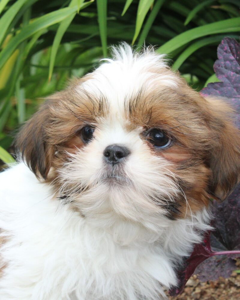 Chiot SHIH TZU mâle pour la compagnie non lof - APPELEZ NOUS AU 03 22 24 99 08