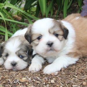 Chiots LHASSA APSO à réserver non lof - APPELEZ NOUS AU 03 22 24 99 08