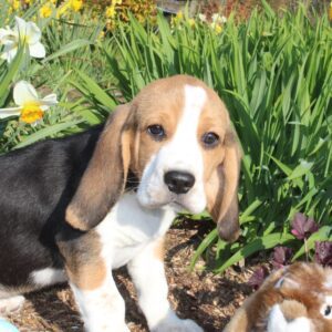 Chiot BEAGLE mâle tricolore de notre élevage non lof - APPELEZ NOUS AU 03 22 24 99 08