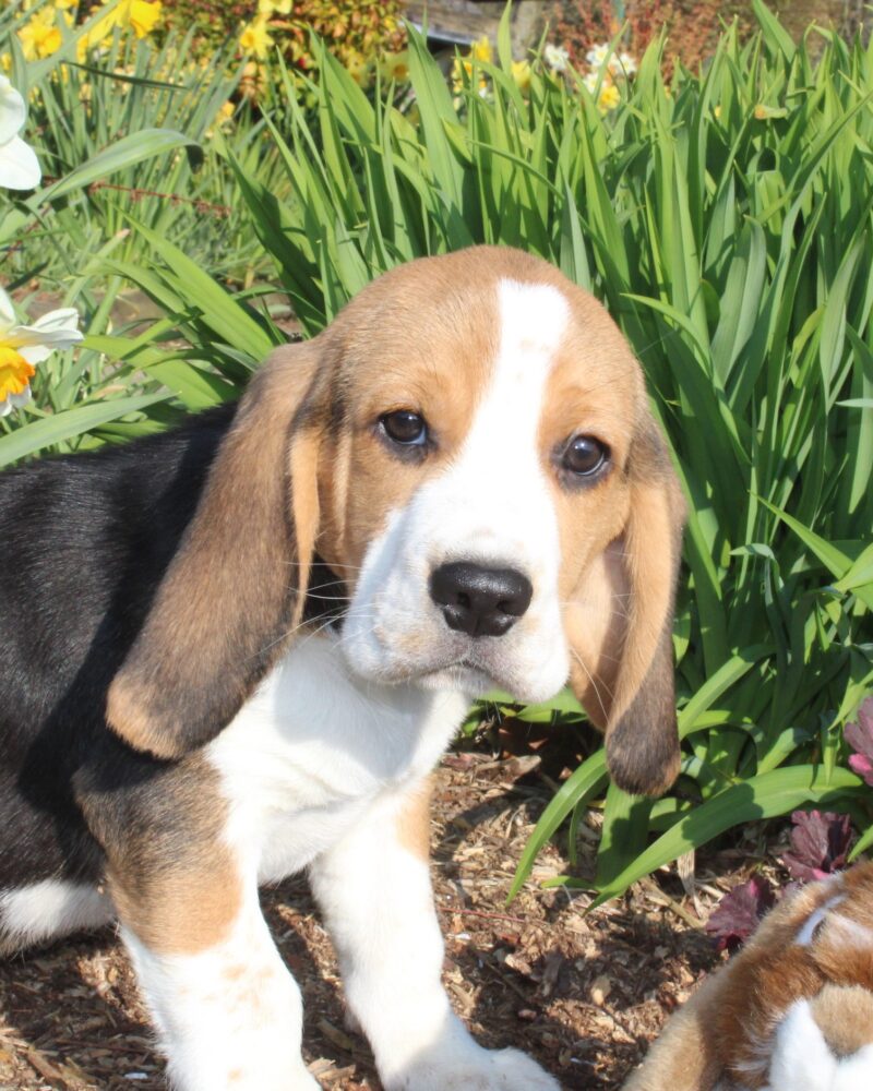 Chiot BEAGLE mâle tricolore de notre élevage non lof - APPELEZ NOUS AU 03 22 24 99 08