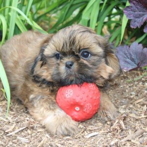 Chiot SHIH TZU mâle fauve pour la compagnie non lof - APPELEZ NOUS AU 03 22 24 99 08
