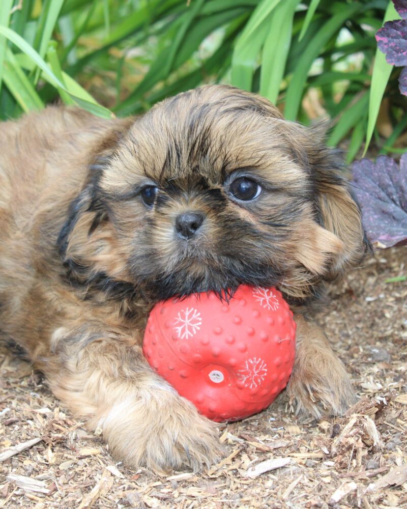 Chiot SHIH TZU mâle fauve pour la compagnie non lof - APPELEZ NOUS AU 03 22 24 99 08