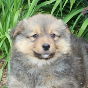 Chiot SPITZLAND pour la compagnie non lof - APPELEZ NOUS AU 03 22 24 99 08