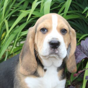 Chiot mâle BEAGLE tricolore de notre élevage non lof - APPELEZ NOUS AU 03 22 24 99 08